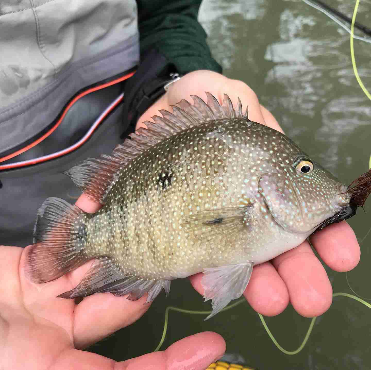 Rio Grande Perch